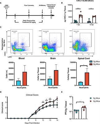 Sustained Infiltration of Neutrophils Into the CNS Results in Increased Demyelination in a Viral-Induced Model of Multiple Sclerosis